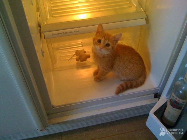 Фото Ремонт холодильников на дому у заказчика по Харькову.